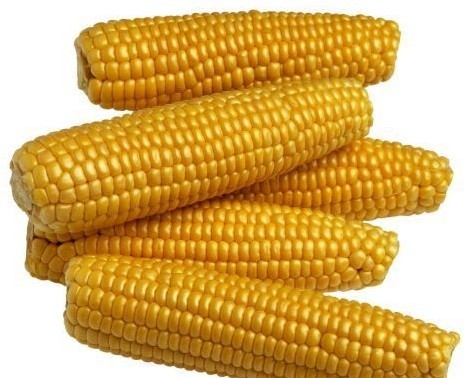 玉米黄斑病_玉米黄斑病图片大全_眼睛黄斑病